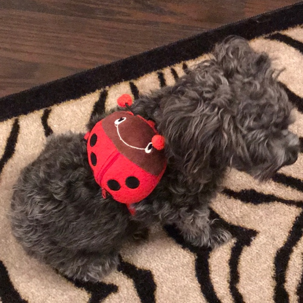 NEW Doggy ladybug harness backpack  - Picture 6 of 8